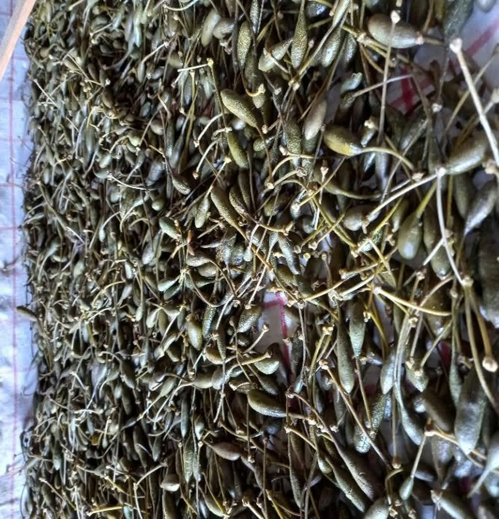 Foglie di Cappero di Salina - 100 g